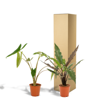 Set de 2 plantas de interior Alocasia