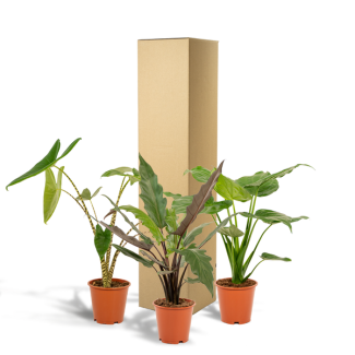 3 Set de plantas Alocasia (Zebrina + Cucullata + Lauterbachiana) Ø19cm - (↕75cm, ↕60cm, ↕75cm)