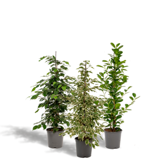 Paquete de Ficus - 3 Plantas de Higuera en set - plantas de interior de ficus verdes - 95 cm - Ø21cm