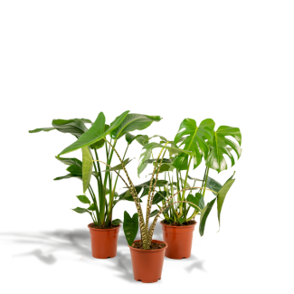 Planta de agujeros, Planta de interior verde, Tropical, Monstera Deliciosa - Ø21cm - ↕70cm