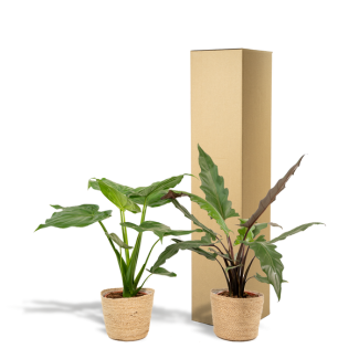 Dos plantas de Alocasia en cesta (Alocasia Cucullata ↕60cm + Alocasia Lauterbachiana ↕75cm)