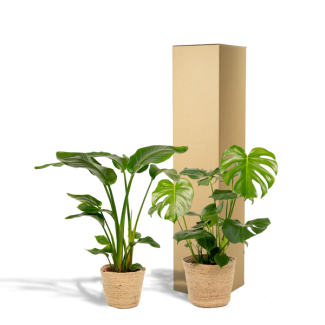 Planta ave del paraíso y planta de agujeros incluyendo cestas Selin