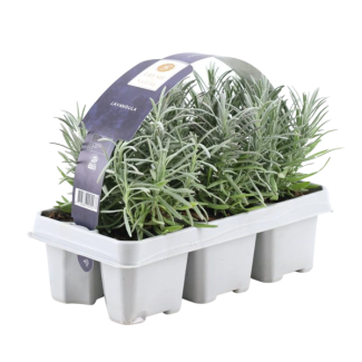 Lavanda, 1x6 Piezas, Color Púrpura, Arbusto, Matorral, Mediterráneo, 6 pack Lavandula angustifolia - 6 x Ø7 cm - ↕15 cm