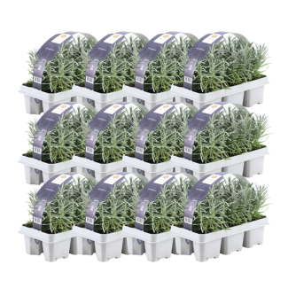 Lavanda, 72 Piezas, Color Púrpura, Arbustos, Seto, Mediterráneo, 12 x 6 unidades de Lavandula angustifolia - 72 x Ø7 cm - ↕15 cm