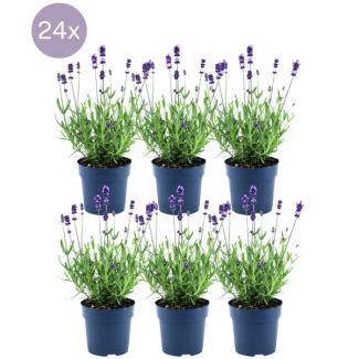 Planta de lavanda, 24 unidades, color púrpura-azul, seto, Lavandula angustifolia Felice® - Ø12 cm - ↕25 cm