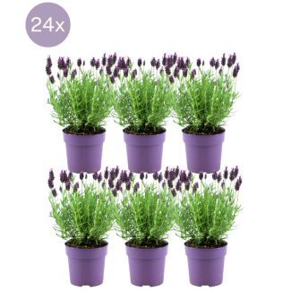 La Lavanda de Cresta, 24 Piezas, Color Lila/Púrpura, Plantas de Jardín, Seto, Lavandula stoechas Anouk® - Ø12 cm - ↕25 cm