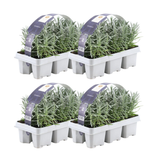 Lavanda, cantidad 24, Color Púrpura, Arbusto, Matorral, Mediterráneo, paquete de 6 Lavandula angustifolia - 6 x Ø7 cm - ↕15 cm