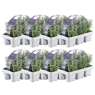 Lavanda, 48 Piezas, Color Púrpura, Arbusto, Arbusto, Mediterráneo, 6 pack Lavandula angustifolia - 6 x Ø7 cm - ↕15 cm