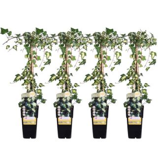 4x - Hedera colchica Dentata Variegata - ↨65cm - Ø15