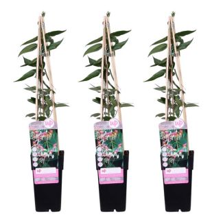 Lonicera henryi