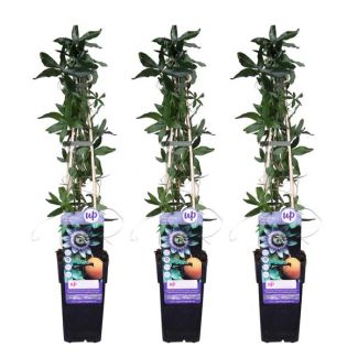 3 Piezas de Flor de Pasión, Blanco - Azul - Púrpura