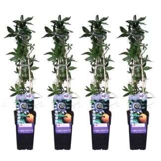 4x - Flor de la pasión, color blanco, azul, púrpura, Passiflora caerulea - ↨65cm - Ø15