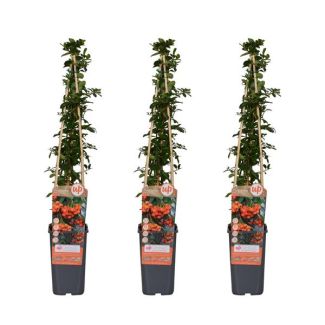 3 Piezas Espino de Fuego Naranja