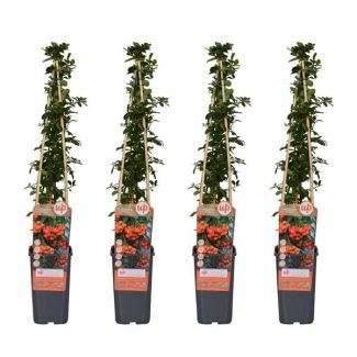 4 Piezas Espino de Fuego Naranja