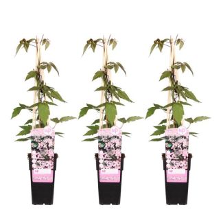 3 Piezas de Clemátide Rosa Claro a Blanco