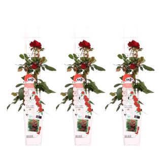 3 Piezas Rosa Roja