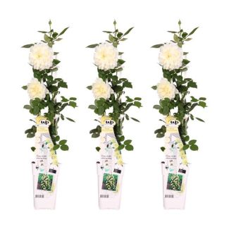 3 Piezas Rosa Crema