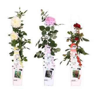 3 Piezas Mezcla de Rosas; Crema - Rosa - Rojo