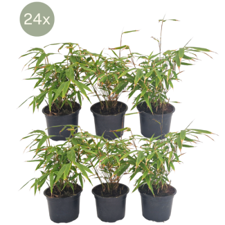 24x Bambú, No Invasivo, Bambú en Forma de Macizo, Color Verde, Seto, Fargesia rufa - ↨25cm - Ø13, no proliferante