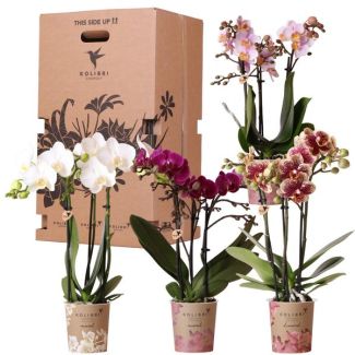 Caja sorpresa de 4 orquídeas mariposa