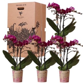 Caja Sorpresa; 4 Piezas de Orquídeas Mariposa por el precio de 3 piezas