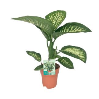 Planta de interior, Hoja Variegada (Verde, Crema), Dieffenbachia Seguine Tropic Snow - Ø19cm - ↕70cm