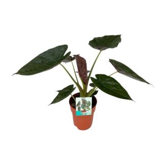 Oreja de elefante, Alocasia Wentii, Planta Verde, Tropical, Ø19cm - ↕85cm