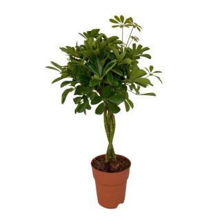 Planta Paraguas, Planta Verde, Schefflera Compacta Ø19- 80cm de Alto