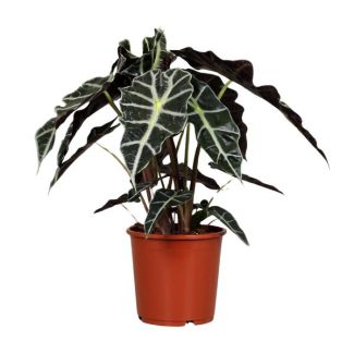 Oreja de elefante, Planta verde, Tropical, Hoja característica, Alocasia Polly - Ø17cm - ↕45cm
