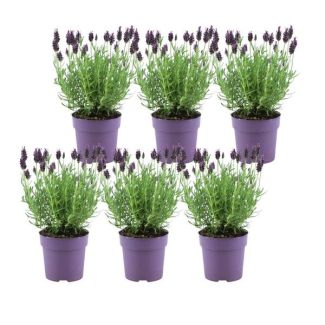 Juego de 6 lavandas de pico, Color Lila/Púrpura, Plantas de jardín, Seto, Lavandula stoechas Anouk® - maceta de 12 cm