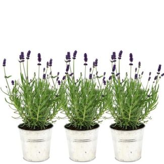 Lavanda en Maceta Decorativa, 3 Piezas, Color Púrpura-Azul, Planta de Terraza, Planta de Balcón, Lavandula angustifolia Felice® en maceta decorativa de aspecto antiguo - maceta de 13 cm