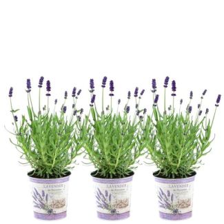 Lavanda en maceta decorativa, 3 piezas, color púrpura-azul, planta de terraza, planta de balcón, Lavandula angustifolia Felice® en maceta decorativa con estampado de lavanda - maceta de 13 cm