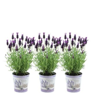 Set de 3 lavandas en maceta decorativa, color lila/púrpura, plantas de jardín, planta de terraza, planta de balcón, Lavandula stoechas Anouk® - maceta de 12 cm