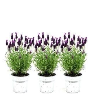 Set de 3 lavandas de pico en maceta decorativa, Color Lila/Púrpura, Plantas de jardín, Planta de terraza, Planta de balcón, Lavandula stoechas Anouk - maceta de 13 cm, Lavandas francesas en maceta decorativa de aspecto antiguo.