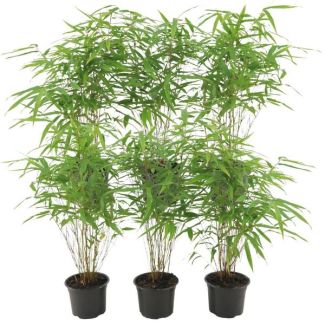 6x bambú no invasivo y en forma de macizo, color verde, Fargesia rufa - ↨25cm - Ø12, no proliferante