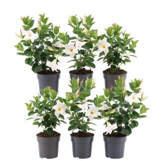 Dipladenia, Mandevilla, 6 piezas, Planta trepadora de flores en forma de trompeta, Color blanco, Planta de terraza, Planta de balcón, Planta anual, 6 x Dipladenia rosa - 6 x Dipladenia blanca - Mandevilla blanca Ø12 cm - ↕25 cm