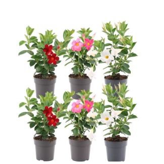 Dipladenia, Mezcla de Mandevilla, 2 x Mandevilla Rosa, 2 x Mandevilla Blanca, 2 x Mandevilla Roja, Planta Trepadora Trompeta, Color rojo, Planta de Terraza, Planta de Balcón, Planta Anual, Mandevilla Summerstar Red Soporte P19 - Ø19cm - ↕75cm