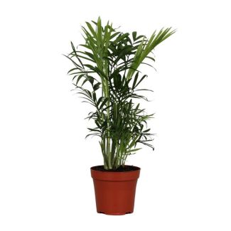 Palma Enana Mexicana, Planta de Interior, Palma, Chamaedorea Elegans - Ø12cm - ↕40cm