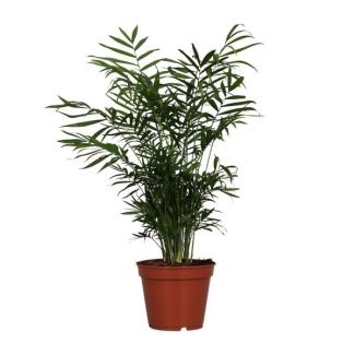 Palma Enana Mexicana, Planta de Interior, Palma de Salón, Chamaedorea Elegans -Ø17cm - ↕55cm