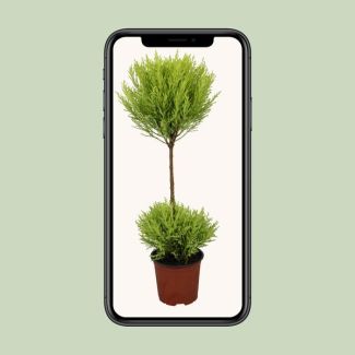 Planta de Cedro Compacta - Planta Perenne para Espacios Interiores