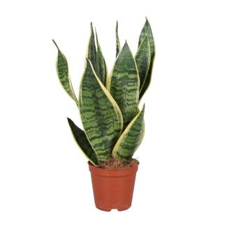 Planta serpiente, lengua de suegra, hoja en forma de espada de color verde oscuro con rayas, Sansevieria Trifasciata Futura Superba - Ø12cm - ↕40cm
