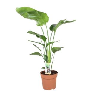 Planta Pájaro de Paraíso Blanca, Planta Tropical Verde, Strelitzia Nicolai, Ø21cm - ↕90cm