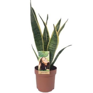 Lengua de suegra, Planta de borde dorado, Hoja en forma de espada verde oscuro con borde amarillo Sansevieria Laurentii - 50cm - ø14