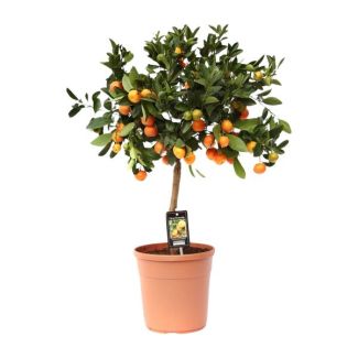 Planta cítrica en tronco