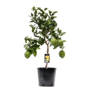 Planta cítrica en tronco