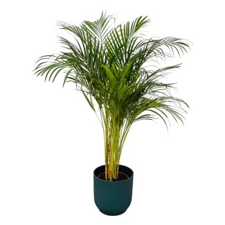 Palma Areca – Dypsis Lutescens – 130 cm (Ø24 cm) – Disponible con o sin maceta