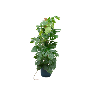 Oferta combinada: Monstera Pertusum XL 150 cm + maceta Elho (Ø26 o Ø30)