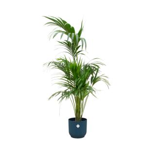 Palma Kentia interior – Howea forsteriana – 180 cm opción de maceta