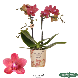 Orquídea mariposa Congo