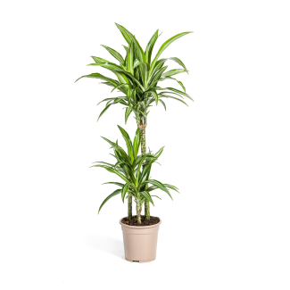 Dracaena White Stripe – Planta de Interior Elegante con Borde Blanco